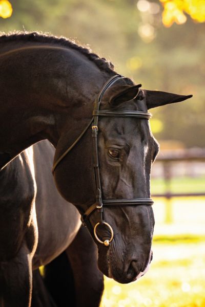 DOMINATOR 2000 Z - His legacy is already written! | Studfarm